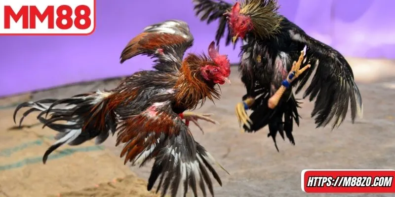 Bỏ túi những mẹo tham gia đá gà MM88 hữu ích